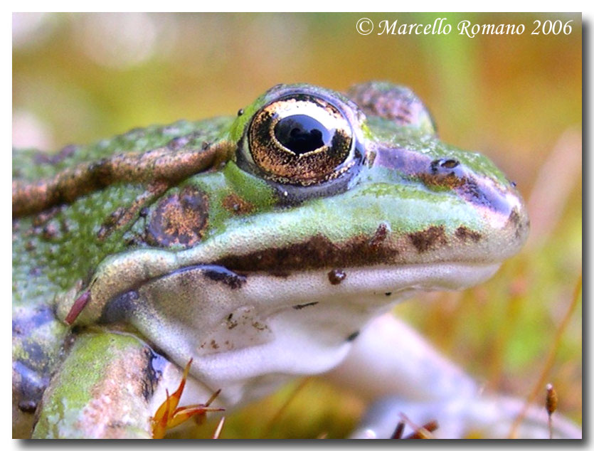 Una rana fotogenica - Pelophylax sp. (Sicilia)